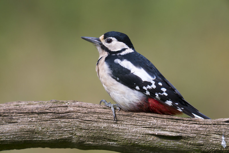 King’s Wood NNR, Heath and Reach