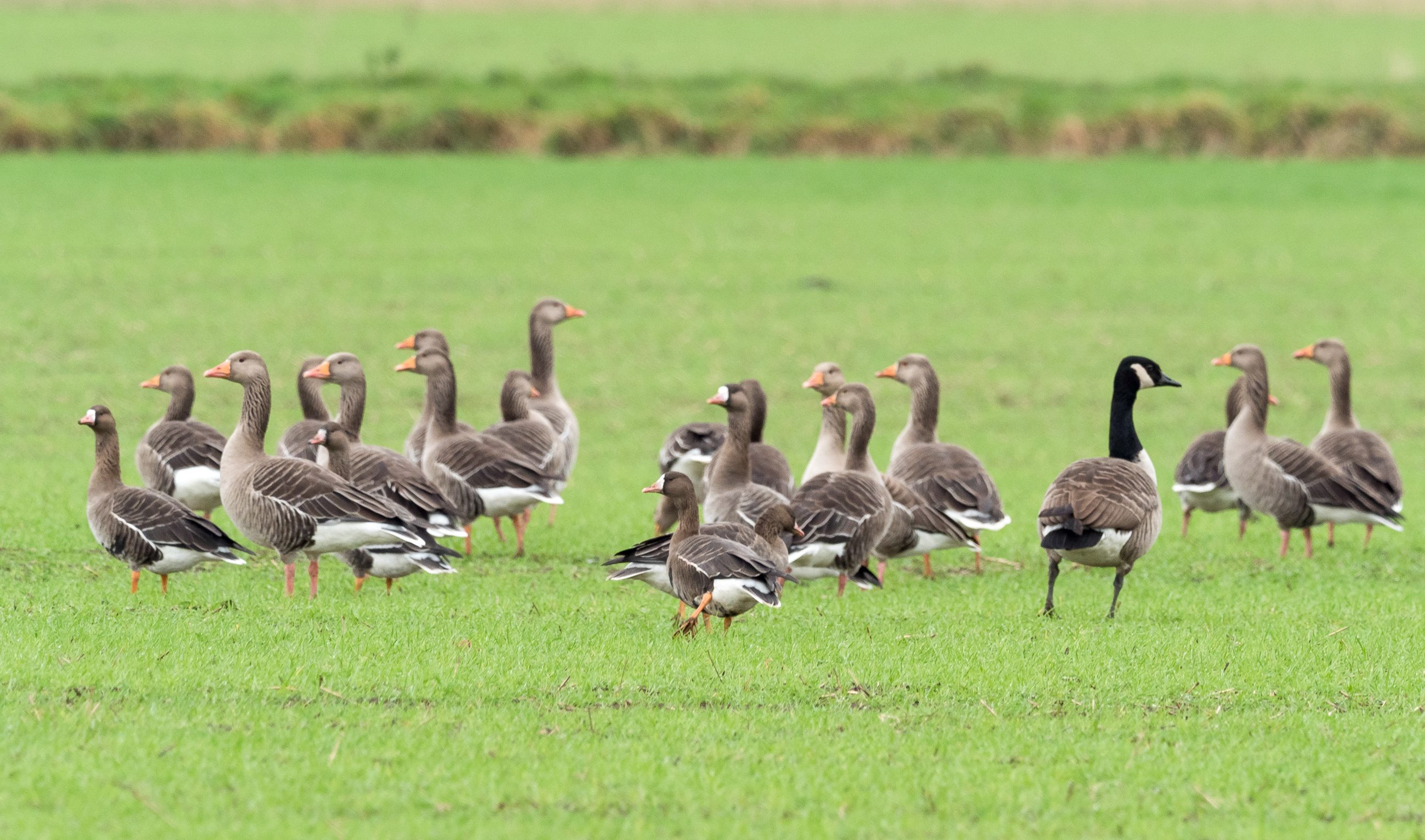 Blunham Lakes