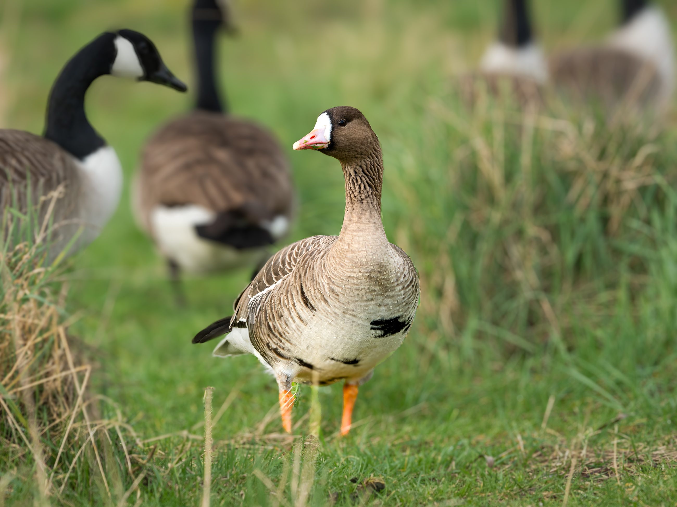 Meadow Lane Gravel Pits
