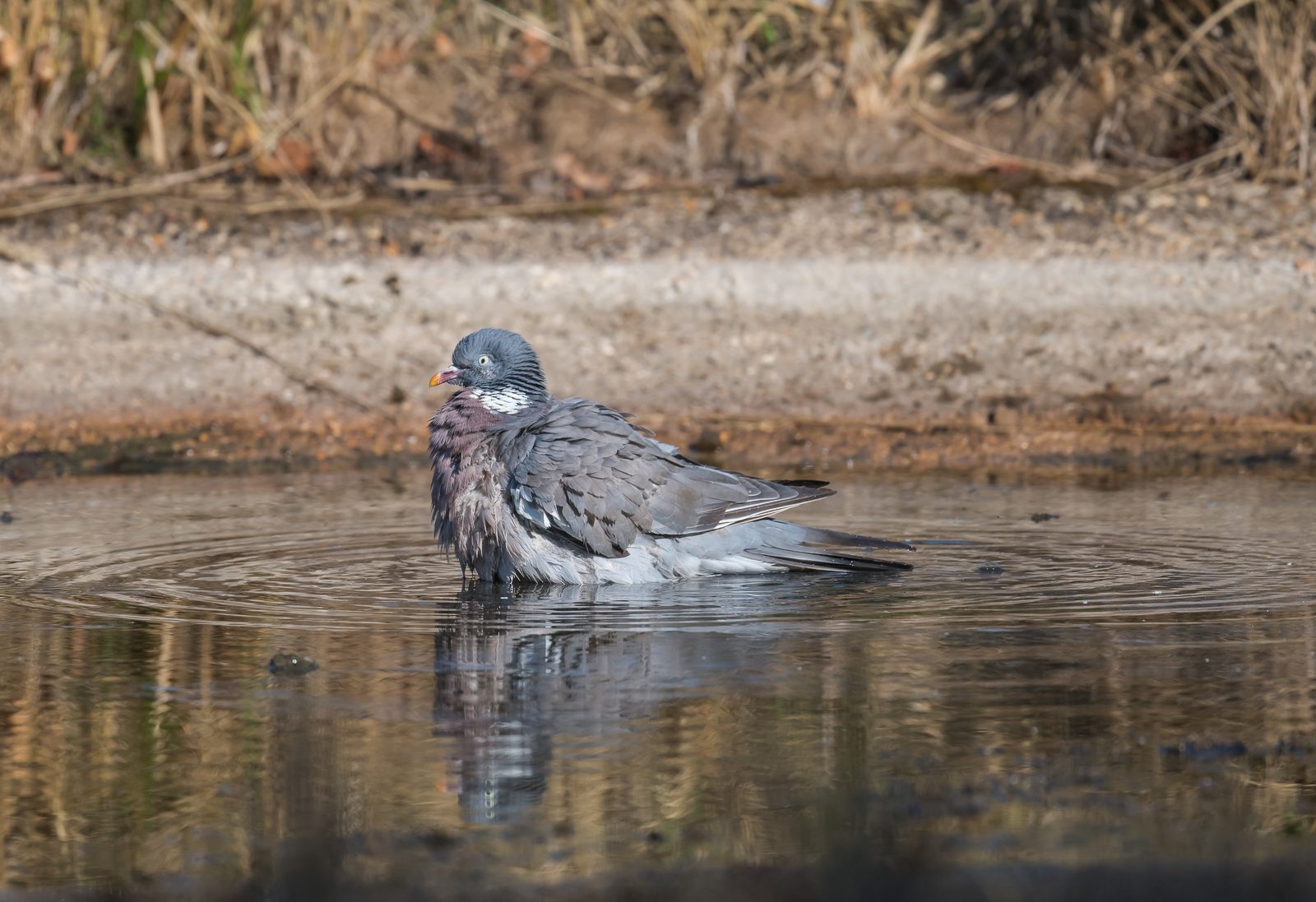 ‘Two Turtle Doves in a Pear Tree, and more’ by Hein van Grouw